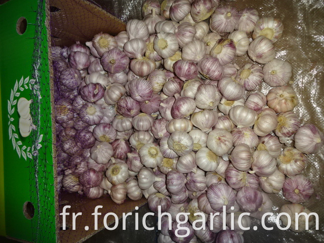 Normal White Garlic